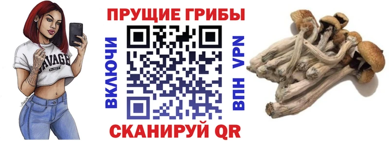 Псилоцибиновые грибы мицелий Колпашево
